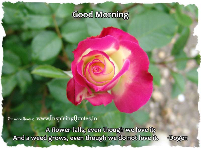 Good Morning Wishes Have a Great day Pictures Wallpapers Images